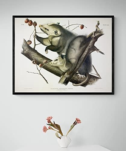 Опосум Опосум Одюбон Ретро Декор За Детска Стая Дивата Природа Зоология Животни Антикварен Плакат с Принтом в стила на Изобразителното